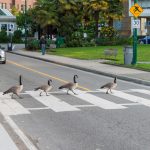 Ako na plynulú jazdu.