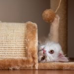 Nenechávajte svojich štvornohých miláčikov bez zábavy a zaobstarajte im škrabadlá pre mačky